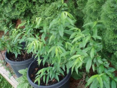 Lessons Learned from a Peach Pit Image